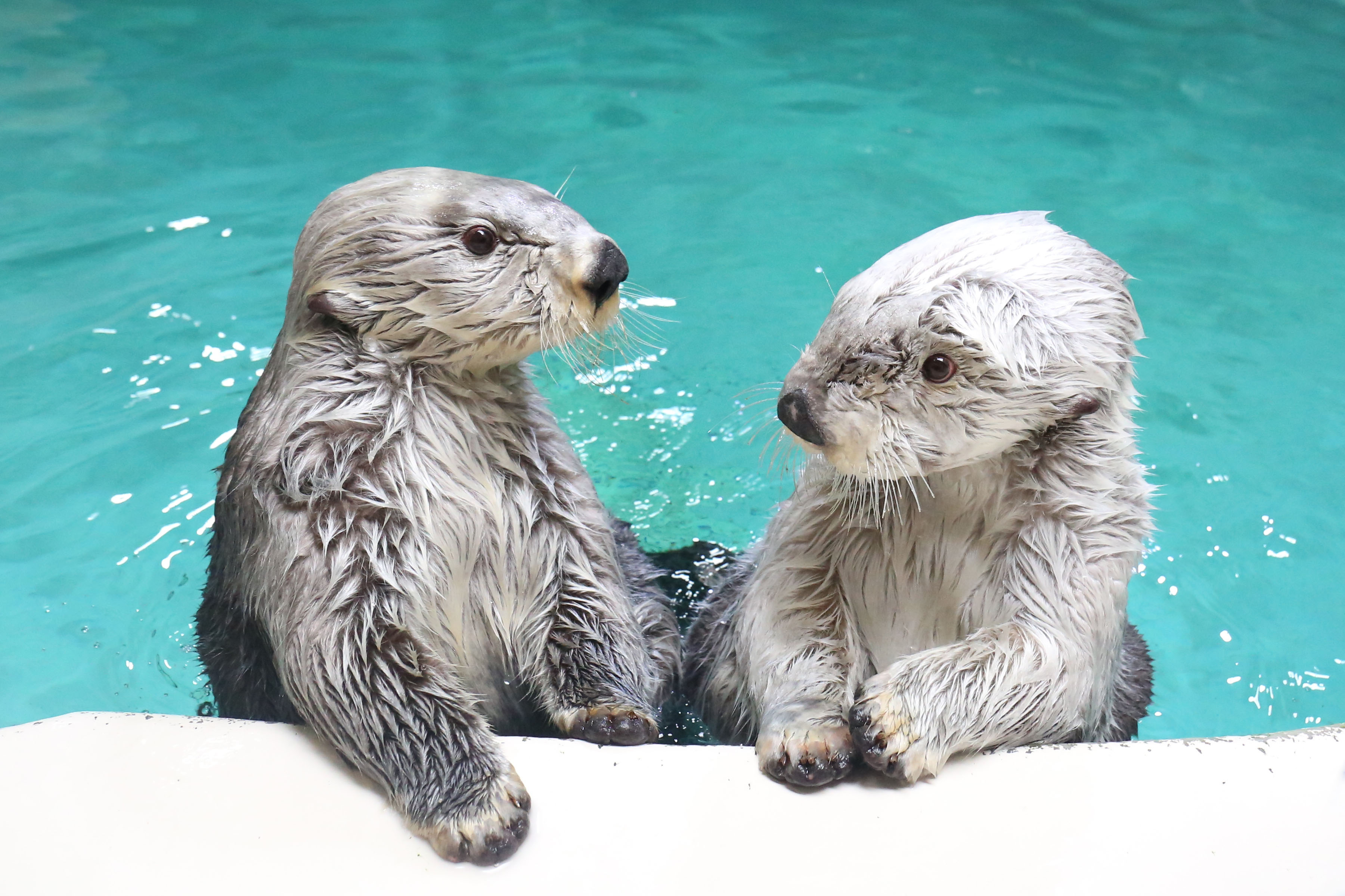 鳥羽水族館ラッコ